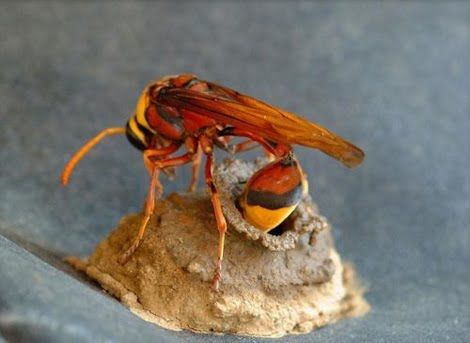 wasp building a house