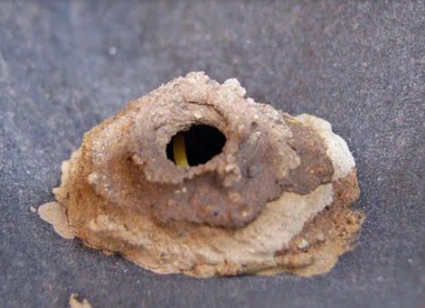 wasp building a house