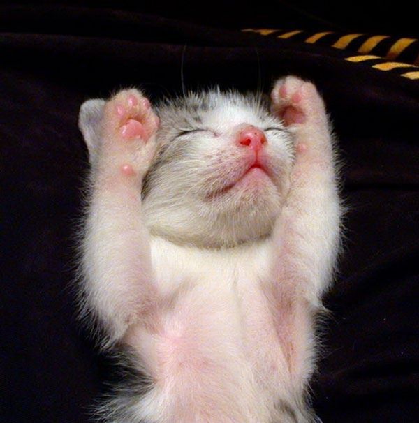 cute cat