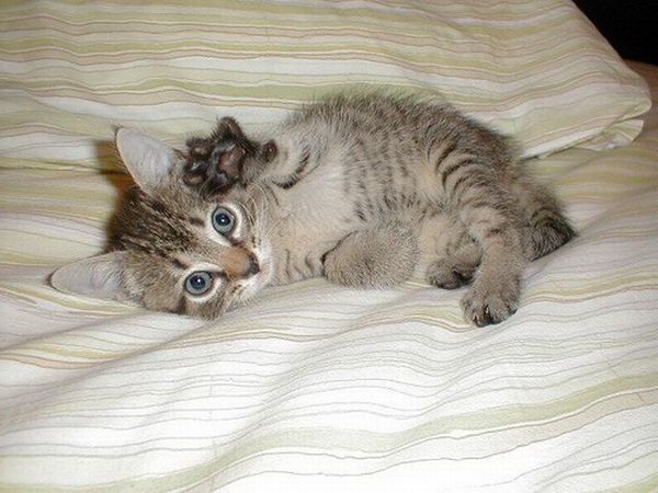 cute cat