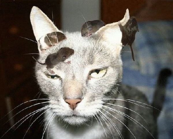 cute cat