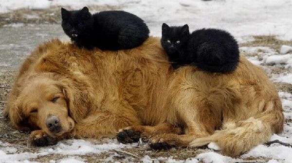 cute cat