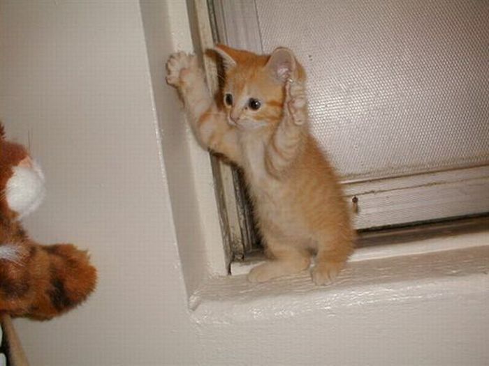 cute cat