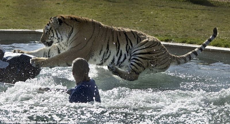 tiger in the pool