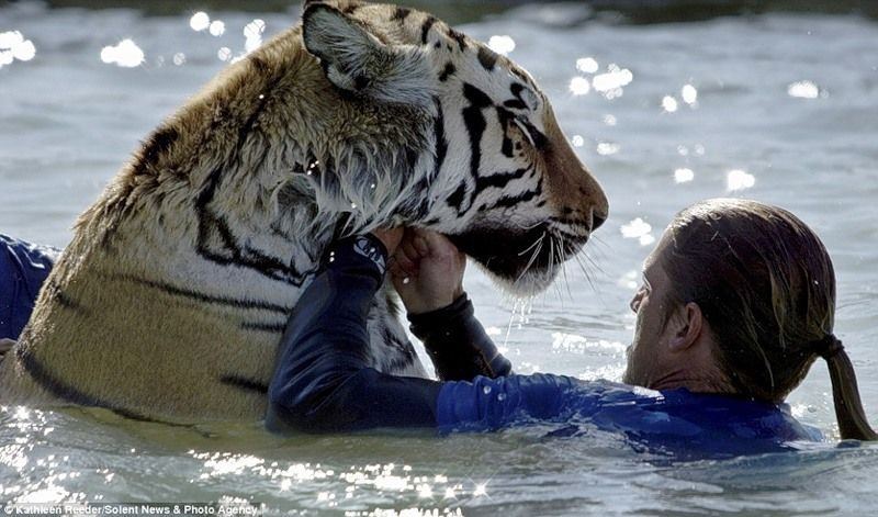 tiger in the pool