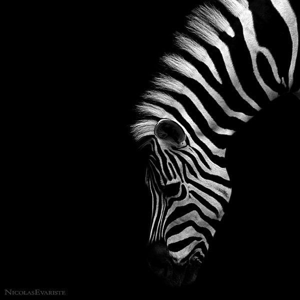 animal photography