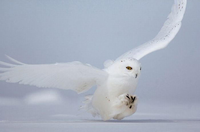 animal photography