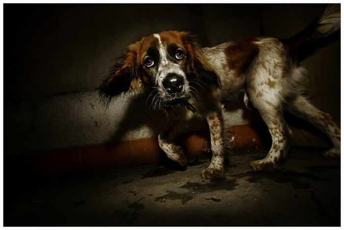 animal photography