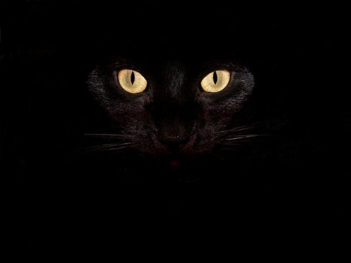 animal photography