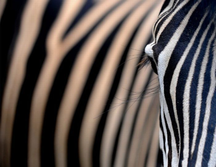 animal photography
