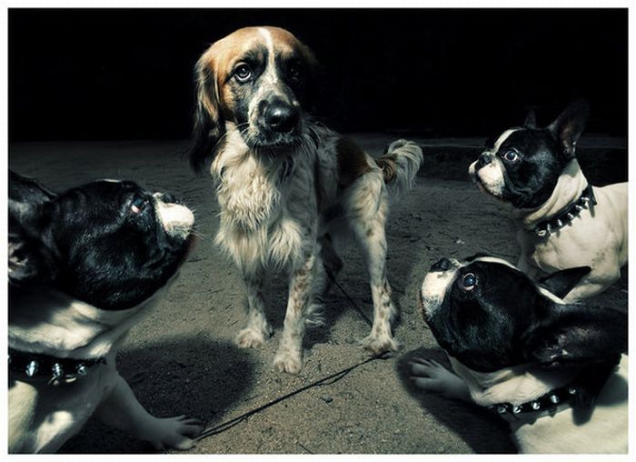 animal photography