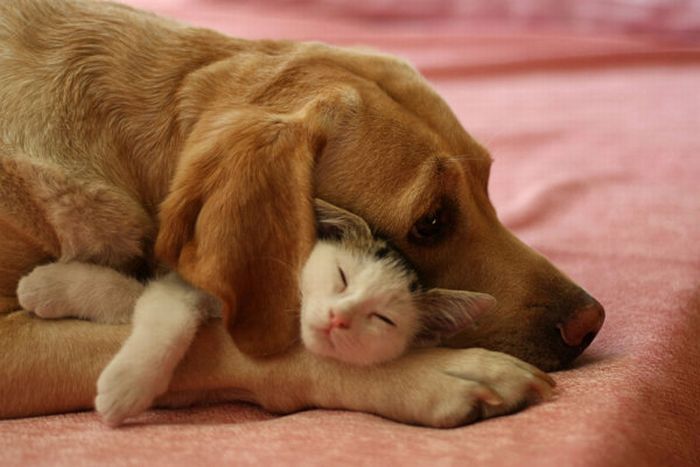 animal photography