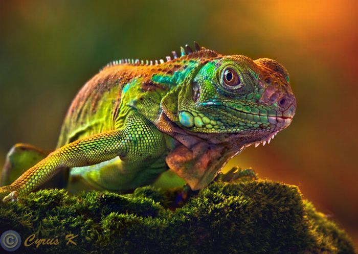 animal photography