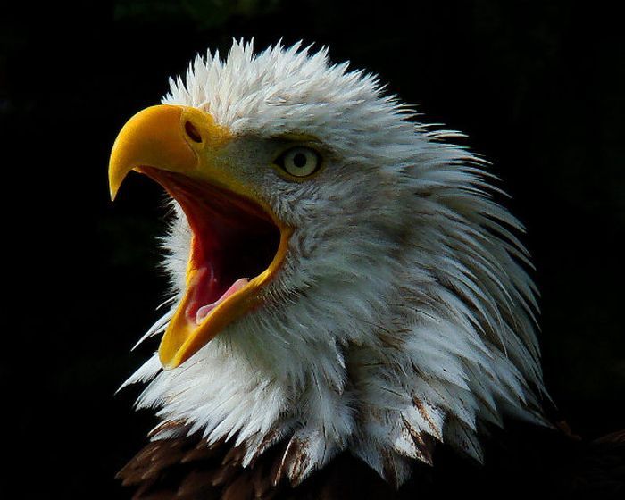 animal photography