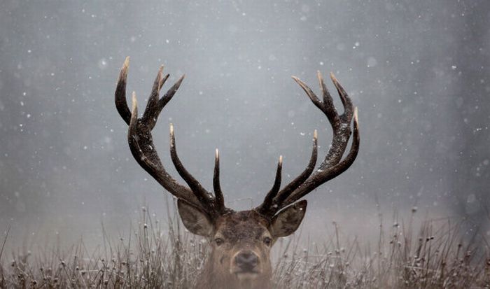 animal photography