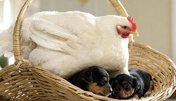 chicken warming small dogs