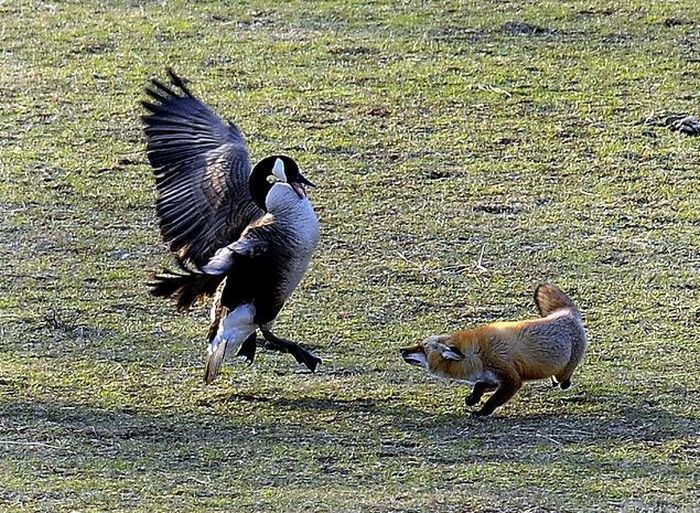 wild geese fight agains fox