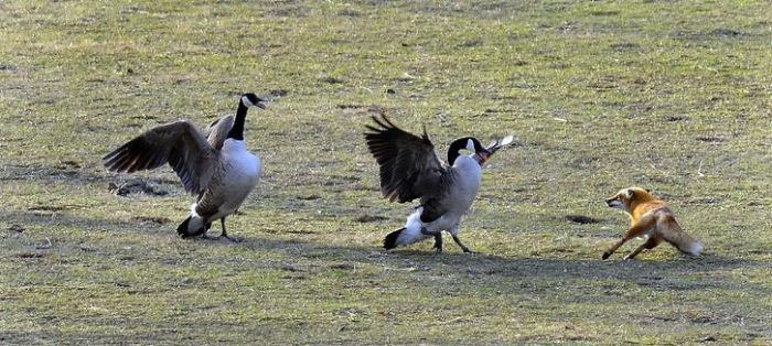 wild geese fight agains fox