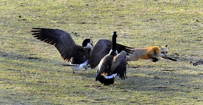 wild geese fight agains fox