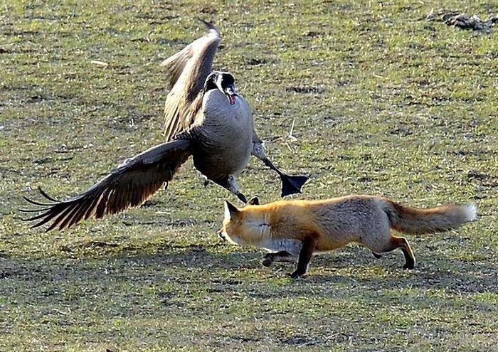 wild geese fight agains fox