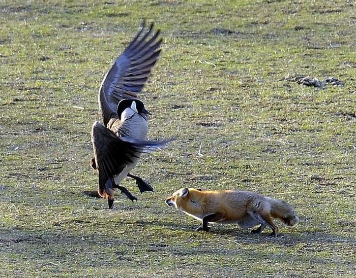 wild geese fight agains fox