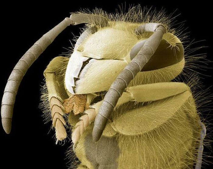 insect under the microscope