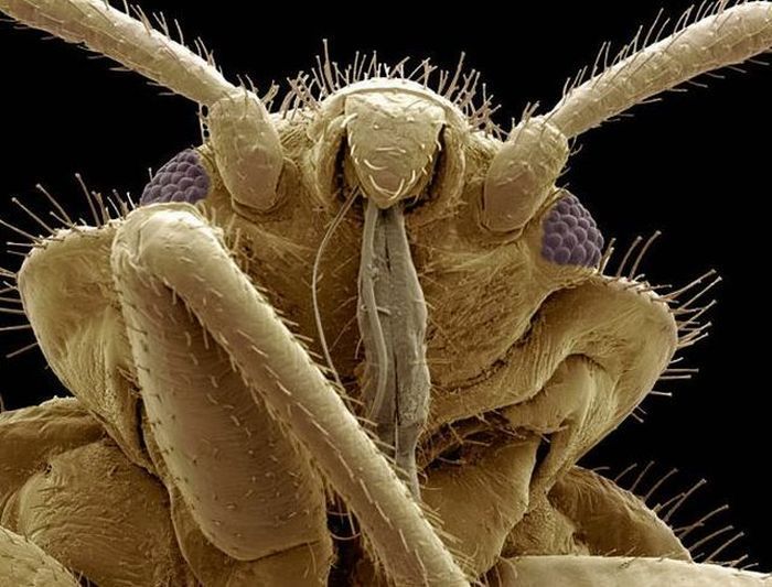 insect under the microscope