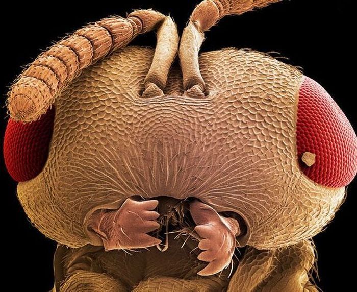 insect under the microscope