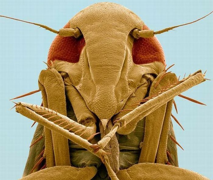 insect under the microscope