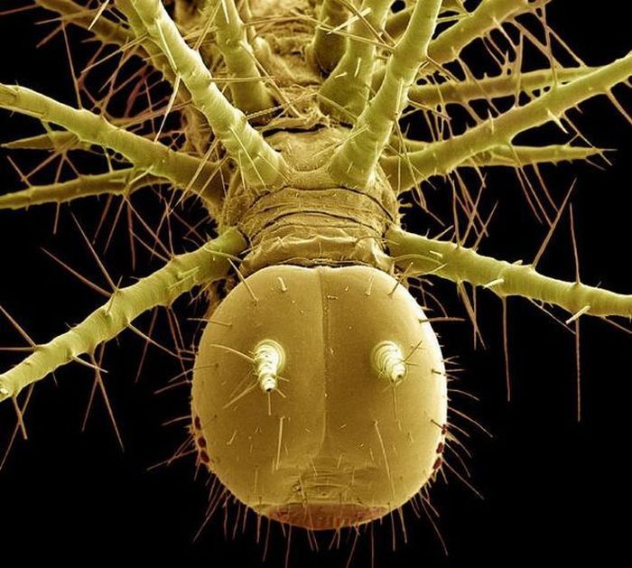 insect under the microscope