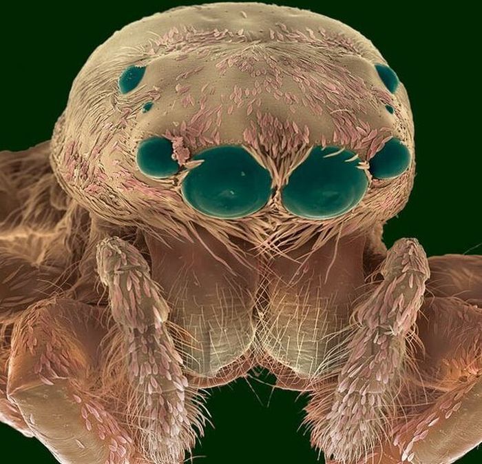 insect under the microscope