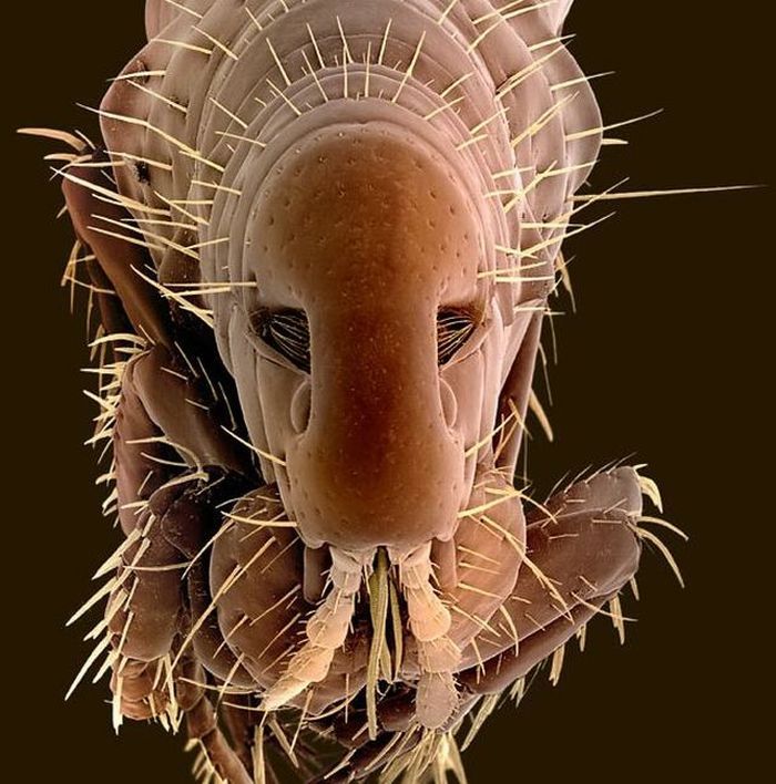 insect under the microscope