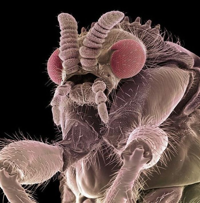 insect under the microscope