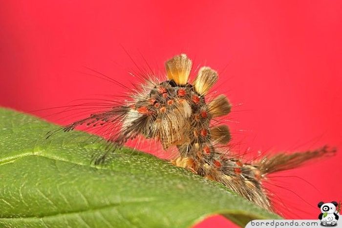 caterpillar