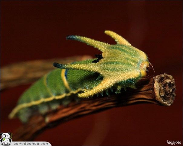 caterpillar