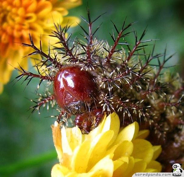 caterpillar