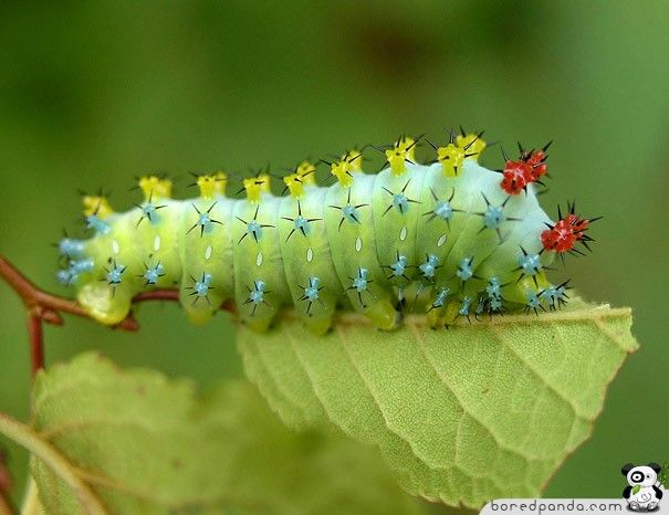 caterpillar