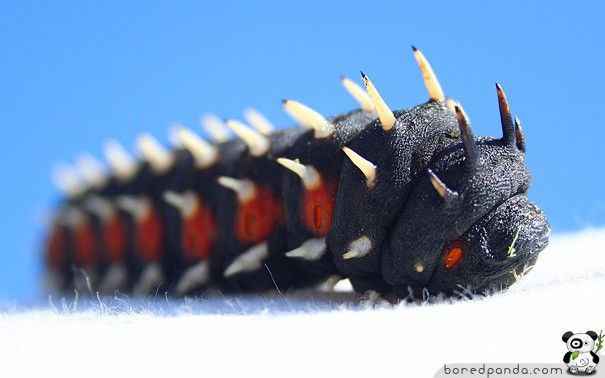 caterpillar