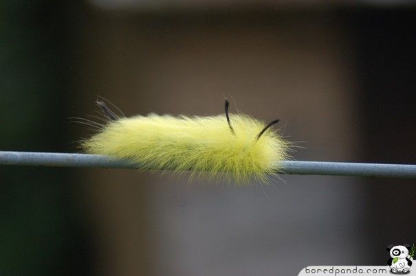 caterpillar