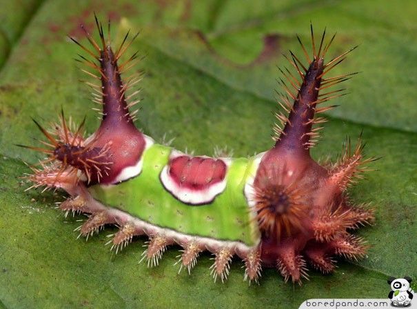 caterpillar