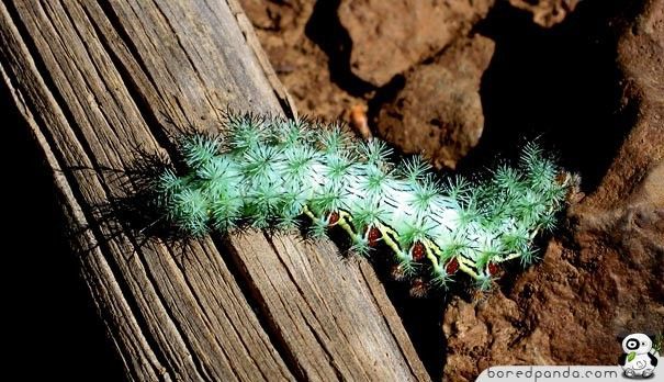 caterpillar