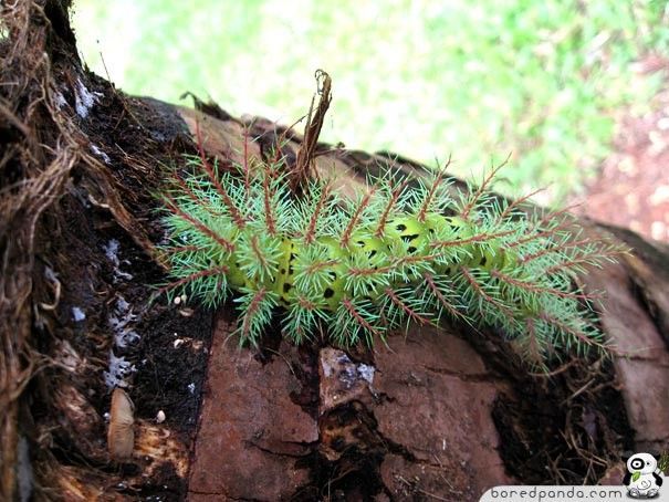 caterpillar