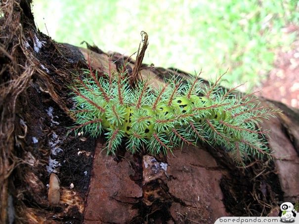 caterpillar