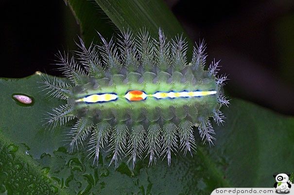 caterpillar