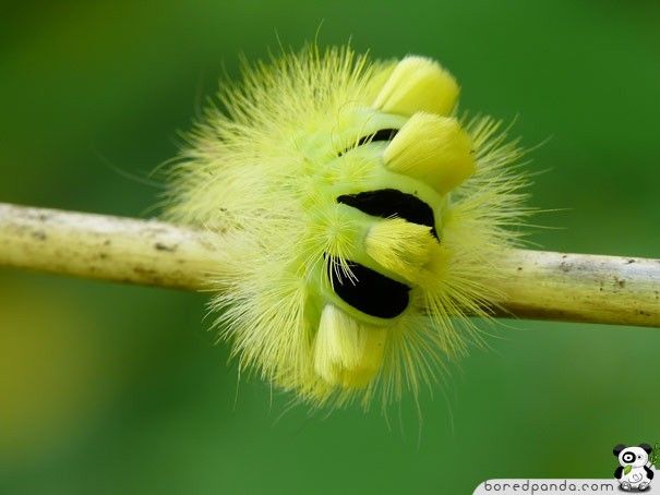 caterpillar