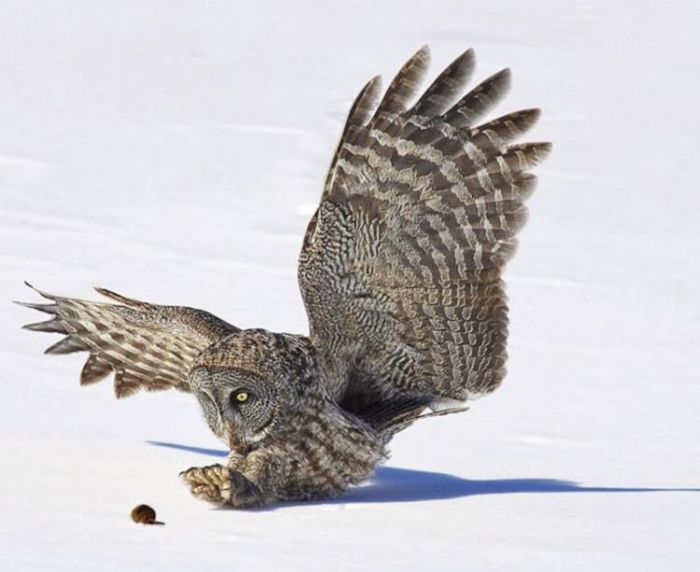owl hunting for a mouse