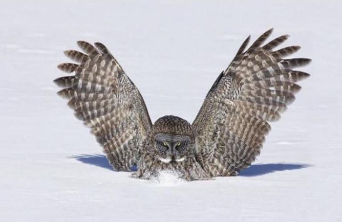 owl hunting for a mouse