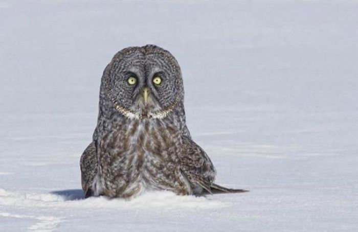 owl hunting for a mouse