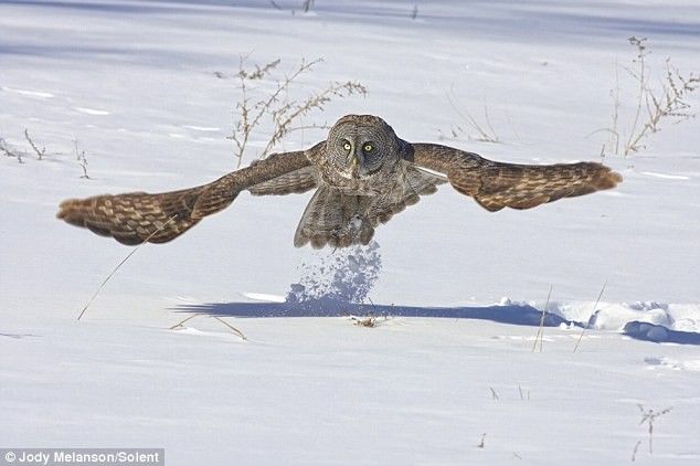 owl hunting for a mouse