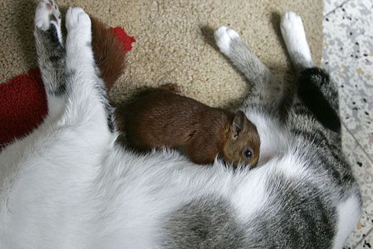 squirrel and cat friends